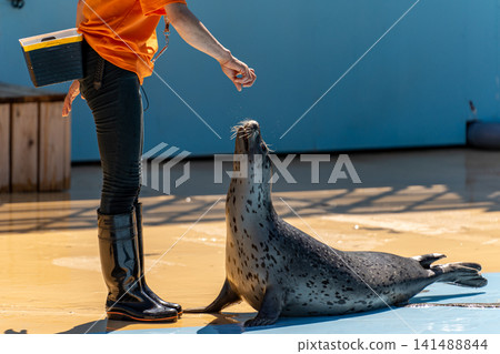 A zookeeper feeding a seal while wearing rubber boots. A zookeeper feeding a seal while wearing rubber boots. 141488844