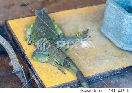 Green iguana on a yellow board Green iguana on a yellow board 141488846