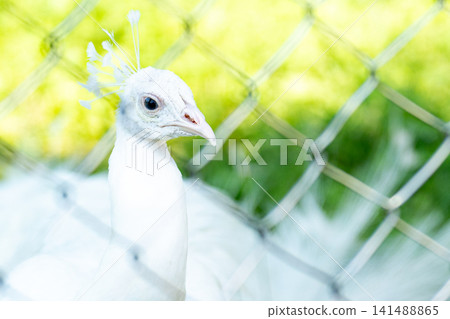 The head of a white peacock with a beautiful crest. The head of a white peacock with a beautiful crest. 141488865