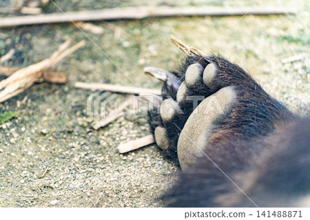 Close-up of a brown bear's claws and paw pads Close-up of a brown bear's claws and paw pads 141488871