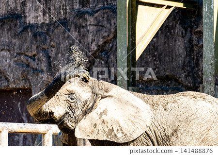 African elephants kick sand with their trunks African elephants kick sand with their trunks 141488876