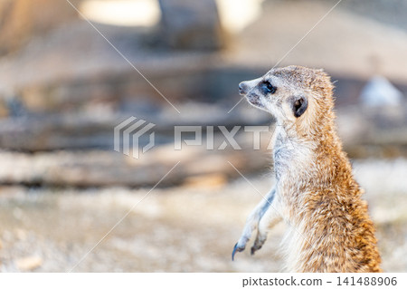 A meerkat standing upright and facing sideways. 141488906
