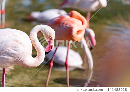 火烈鳥的喙上有一滴水珠。 火烈鳥的喙上有一滴水珠。 141488918