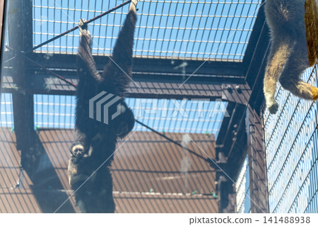 Several gibbons hang from a wire mesh fence. Several gibbons hang from a wire mesh fence. 141488938