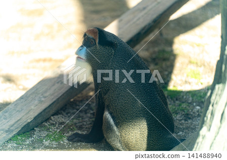 A side view of a debrazazaru. A side view of a debrazazaru. 141488940