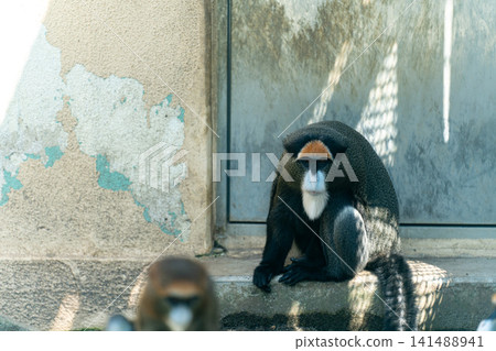 Debrazazar staring straight ahead Debrazazar staring straight ahead 141488941