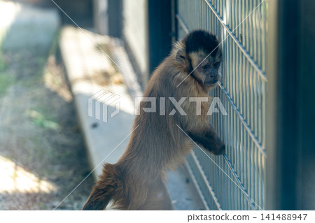 從後面可以看到一隻卷尾猴，它的爪子搭在鐵絲網上。 141488947