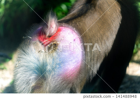 The mandrill's brightly colored rear end The mandrill's brightly colored rear end 141488948