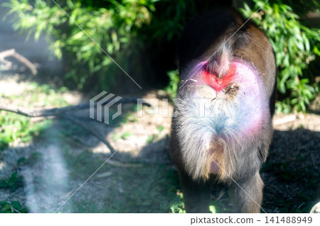 Mandrill's hindquarters viewed from the front Mandrill's hindquarters viewed from the front 141488949