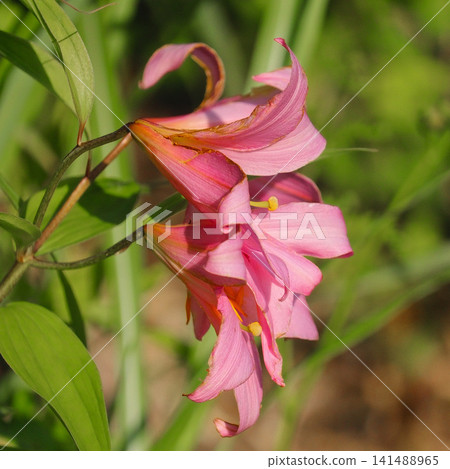 Otome lilies blooming in the designated Otome lily preservation area in Shichikashuku Town (Miyagi Prefecture) Otome lilies blooming in the designated Otome lily preservation area in Shichikashuku Town (Miyagi Prefecture) 141488965