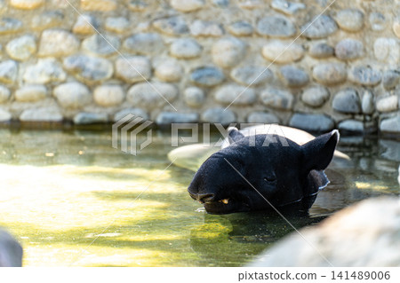 馬來貘在水下張開嘴 馬來貘在水下張開嘴 141489006