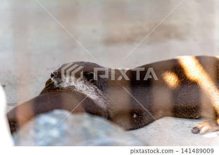Two otters sleeping close together Two otters sleeping close together 141489009