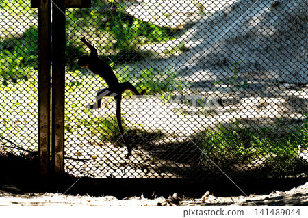 Silhouette of a squirrel monkey climbing a wire fence Silhouette of a squirrel monkey climbing a wire fence 141489044