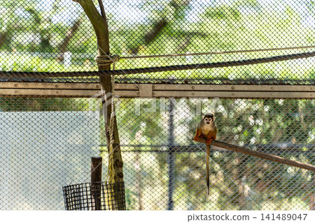 A squirrel monkey's profile as it sits on a branch. A squirrel monkey's profile as it sits on a branch. 141489047