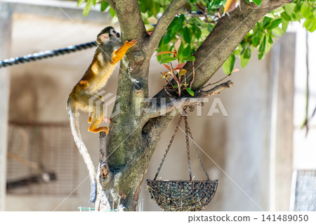 Squirrel monkeys climbing up tree trunks Squirrel monkeys climbing up tree trunks 141489050