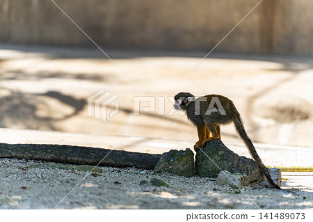 Silhouette of a squirrel monkey standing on a rock Silhouette of a squirrel monkey standing on a rock 141489073