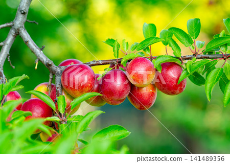 Ripe red plums growing on leafy tree branch with blurred green background Ripe red plums growing on leafy tree branch with blurred green background 141489356