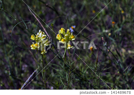 Twin Yellow Toadflax Flower Spikes in Summer Garden Twin Yellow Toadflax Flower Spikes in Summer Garden 141489678