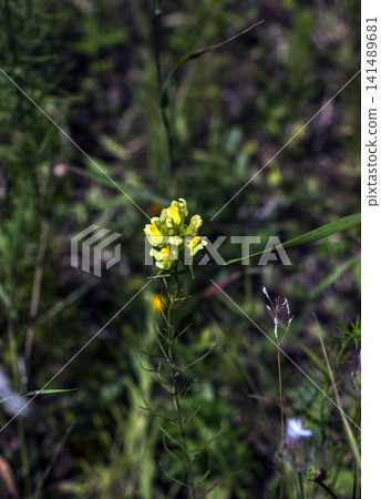 Slender Common Toadflax Flower Stem with Natural Copy Space Slender Common Toadflax Flower Stem with Natural Copy Space 141489681