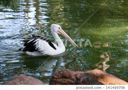 Australian Pelican Swimming on Calm Pond Water Side Profile Australian Pelican Swimming on Calm Pond Water Side Profile 141489706