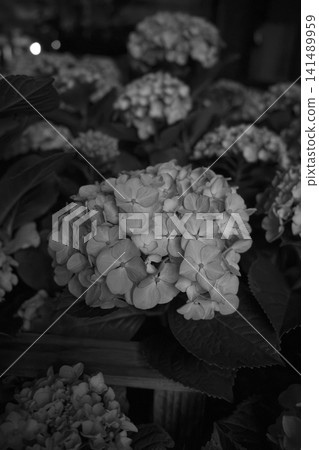 A close-up of a hydrangea in full bloom, rendered in monochrome. A close-up of a hydrangea in full bloom, rendered in monochrome. 141489959