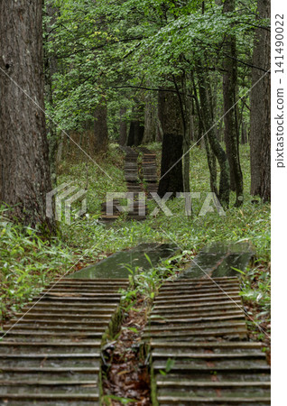A quiet wooden boardwalk leads into the deep green forest of Senjogahara in Oku-Nikko, wet with the rain of the rainy season. A quiet wooden boardwalk leads into the deep green forest of Senjogahara in Oku-Nikko, wet with the rain of the rainy season. 141490022