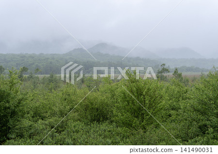 The scenery of Senjogahara Marshland in early summer, shrouded in the mist of the rainy season. The scenery of Senjogahara Marshland in early summer, shrouded in the mist of the rainy season. 141490031