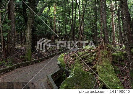 沿著被雨季雨水浸濕的湯之湖的木棧道,以及長滿苔蘚的深綠色森林。 沿著被雨季雨水浸濕的湯之湖的木棧道,以及長滿苔蘚的深綠色森林。 141490040