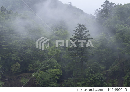The fantastical scenery of the deep green forests of Oku-Nikko, shrouded in the mist of the rainy season. The fantastical scenery of the deep green forests of Oku-Nikko, shrouded in the mist of the rainy season. 141490043