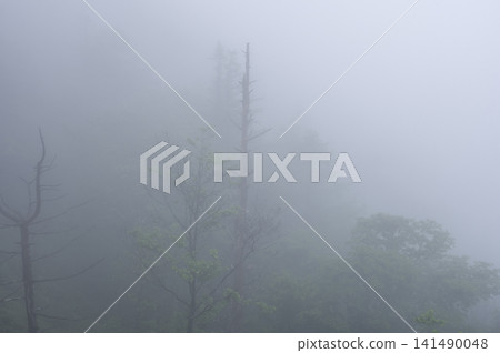 A forest shrouded in the thick fog of the rainy season, with dead trees standing out from the mist. 141490048