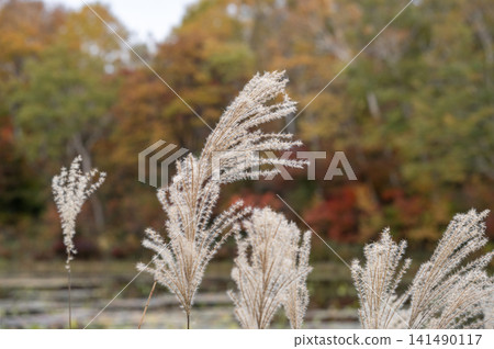 Autumn scenery of swaying pampas grass and colorful foliage by the shores of Hasuike Pond in Shiga Kogen. 141490117