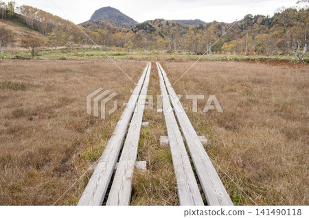 志賀高原和田之原濕地的木棧道，秋季草地會變成紅色。 141490118