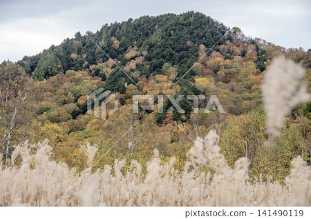 志賀高原的田之原濕地，搖曳的蒲葦草，以及秋色斑斕的山脈。 141490119