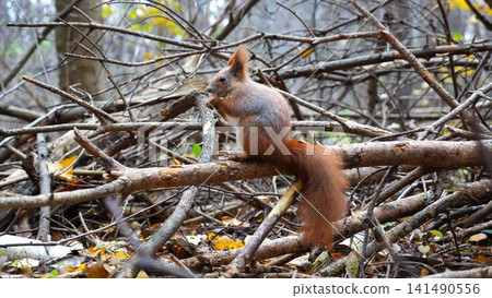 Wild fluffy squirrel sitting at wooden branch gnawing nuts at forest. Cute brown rodent eating found walnuts at autumn park. Pretty small sciurus chewing food outdoor. Concept of wildlife 141490556