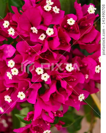 Bougainvillea flowers blooming with vibrant magenta bracts 141490708