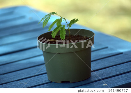 Young albizia (Albizia julibrissin) seedling growing in a green plastic pot outdoors. Fresh green foliage and healthy new growth symbolize gardening, tree cultivation, sustainability, and nature. Young albizia (Albizia julibrissin) seedling growing in a green plastic pot outdoors. Fresh green foliage and healthy new growth symbolize gardening, tree cultivation, sustainability, and nature. 141490727