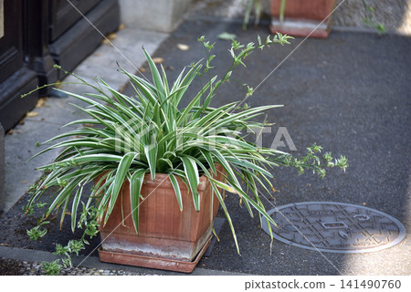 Healthy spider plant growing in a terracotta flower pot placed on a wet sidewalk outside a traditional building entrance. Urban gardening, decorative foliage and outdoor architecture concept. Healthy spider plant growing in a terracotta flower pot placed on a wet sidewalk outside a traditional building entrance. Urban gardening, decorative foliage and outdoor architecture concept. 141490760