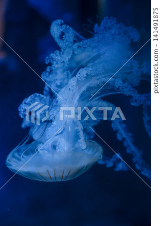 Purple striped Jellyfish. Medusa in the neon light in Aquarium 141491875