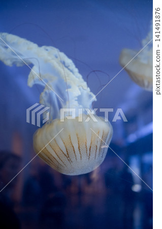 Purple striped Jellyfish. Medusa in the neon light in Aquarium Purple striped Jellyfish. Medusa in the neon light in Aquarium 141491876