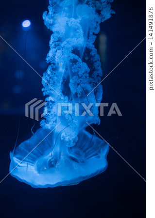 Purple striped Jellyfish. Medusa in the neon light in Aquarium Purple striped Jellyfish. Medusa in the neon light in Aquarium 141491878