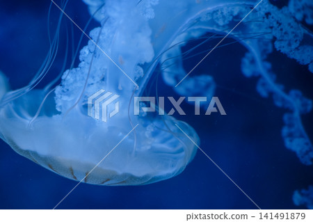 Purple striped Jellyfish. Medusa in the neon light in Aquarium Purple striped Jellyfish. Medusa in the neon light in Aquarium 141491879
