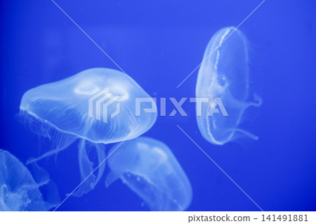 Purple striped Jellyfish. Medusa in the neon light in Aquarium 141491881