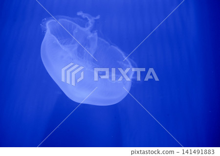 Purple striped Jellyfish. Medusa in the neon light in Aquarium Purple striped Jellyfish. Medusa in the neon light in Aquarium 141491883