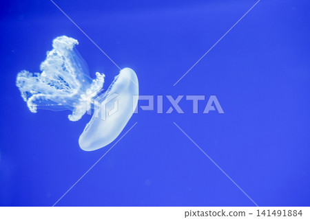 Purple striped Jellyfish. Medusa in the neon light in Aquarium Purple striped Jellyfish. Medusa in the neon light in Aquarium 141491884