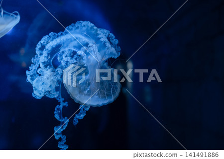 Purple striped Jellyfish. Medusa in the neon light in Aquarium Purple striped Jellyfish. Medusa in the neon light in Aquarium 141491886