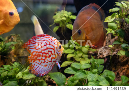 Fishing net with a full haul of assorted saltwater fish. Fishing industry 141491889