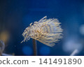 Coral reef and tropical fish. Philippines. 360-Degree view. 141491890