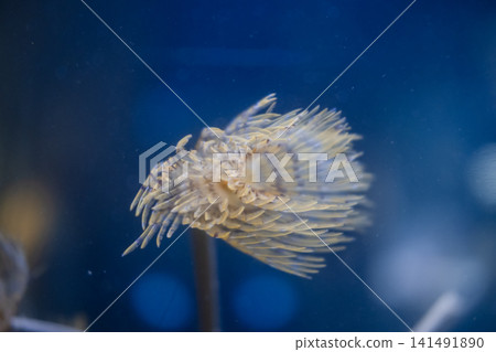 Coral reef and tropical fish. Philippines. 360-Degree view. Coral reef and tropical fish. Philippines. 360-Degree view. 141491890