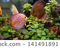 Fishing net with a full haul of assorted saltwater fish. Fishing industry 141491891