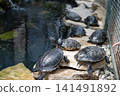 Green turtle underwater swimming on coral reef scuba diving 141491892